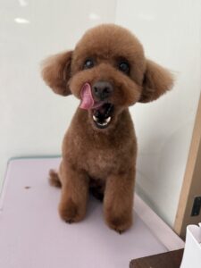 6月8日のわんこたちの写真