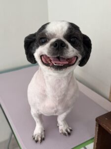然(ぜん)くんのトリミング写真