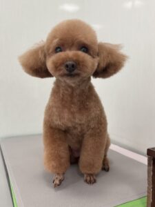 ニコルちゃんのトリミング写真
