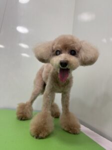 みるくちゃんのトリミング写真