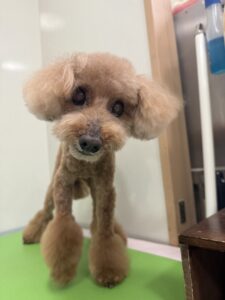 ナナちゃんのトリミング写真