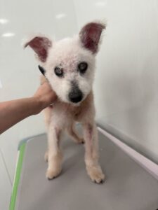 チャッピーくんのトリミング写真
