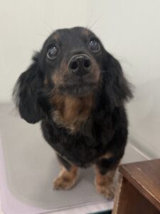 ニーナちゃんのトリミング写真