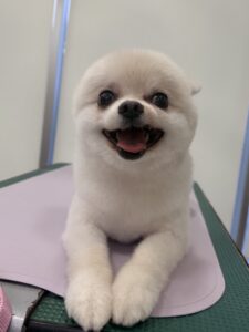 おもちくんのトリミング写真