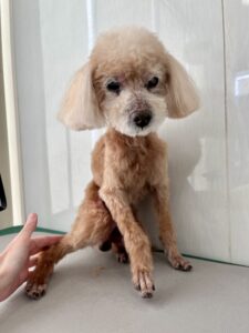 小鉄(こてつ)くんのトリミング写真