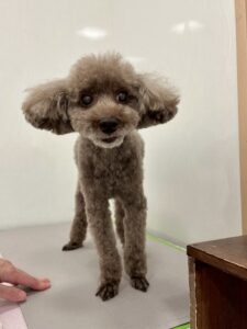 ルエルくんのトリミング写真