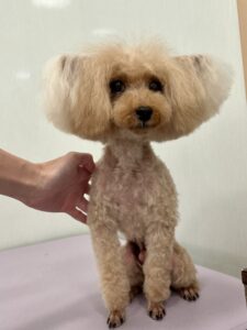 ライくんのトリミング写真