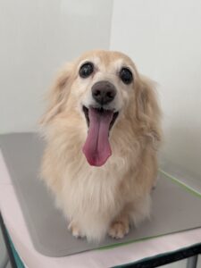 6月16日のわんこたちの写真