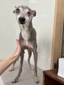 平助(へいすけ)くんのトリミング写真