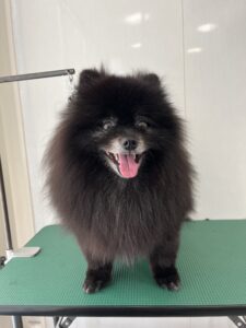 6月7日のわんこたちの写真