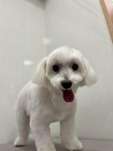 しろくんのトリミング写真