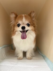 くうくんのトリミング写真