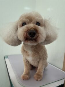 ららちゃんのトリミング写真