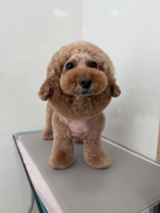 ムックくんのトリミング写真