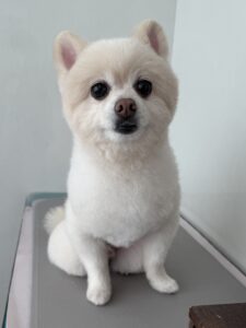 ぽこくんのトリミング写真
