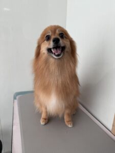 レックスくんのトリミング写真
