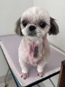 ゆめちゃんのトリミング写真