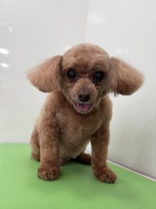 6月25日のわんこたちの写真
