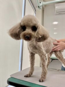 6月10日のわんこたちの写真