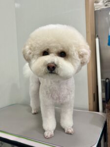 ナナくんのトリミング写真