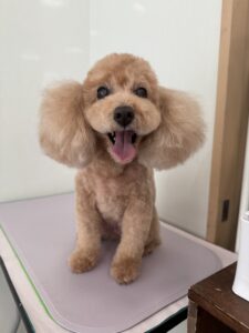 6月28日のわんこたちの写真