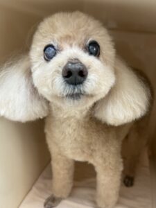 マリンちゃんのトリミング写真