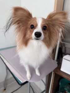 そらくんのトリミング写真