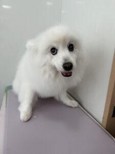 優(ゆう)ちゃんのトリミング写真