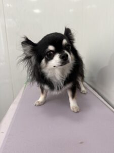 ココアくんのトリミング写真