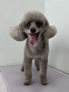 6月29日のわんこたちの写真