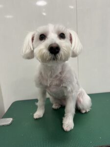 あいちゃんのトリミング写真