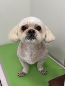ふくくんのトリミング写真