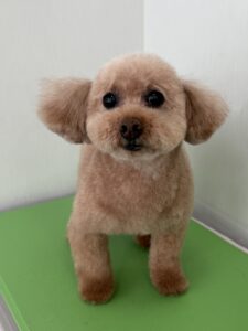 6月30日のわんこたちの写真