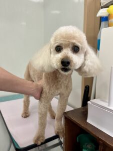 ラックくんのトリミング写真