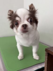 モカちゃんのトリミング写真