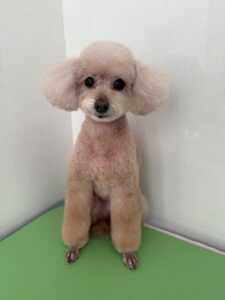 ティアラちゃんのトリミング写真