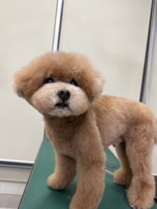 田んぼくんのトリミング写真