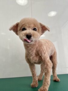 6月13日のわんんこたちの写真