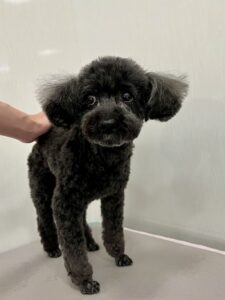 ちょこちゃんのトリミング写真