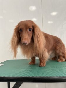 6月14日のわんこたちの写真