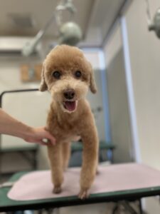 くりおくんのトリミング写真