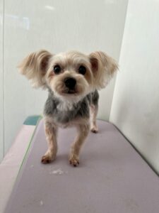 香夢(かなみ)ちゃんのトリミング写真