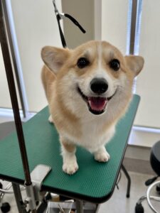 cocoa(ここあ)ちゃんのトリミング写真