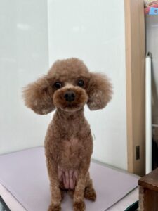 メイちゃんのトリミング写真