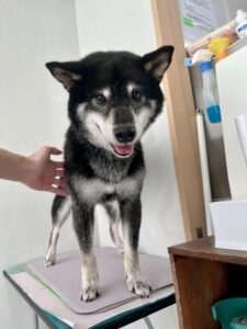ラッキーくんのトリミング写真