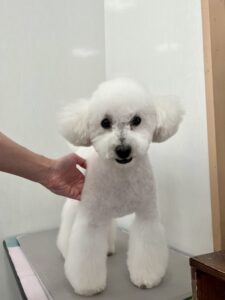 6月21日のわんこたちの写真