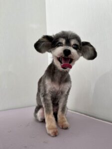 ララちゃんのトリミング写真