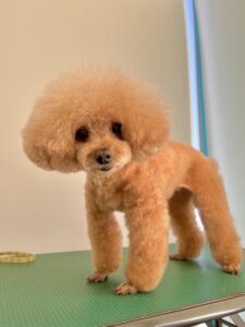 ナナちゃんのトリミング写真