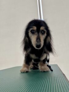 凛(りん)ちゃんのトリミング写真