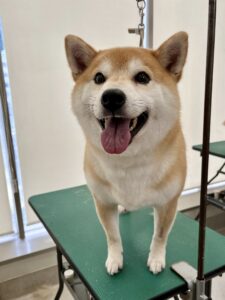 天(てん)くんのトリミング写真